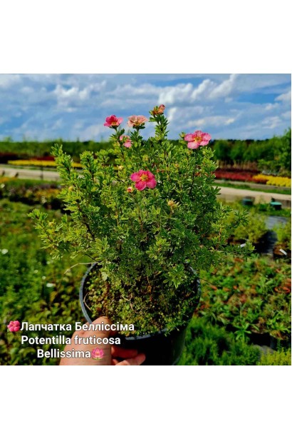 Лапчатка кущова Белліссіма - 3л/вис.20-30см/Ø20-30см